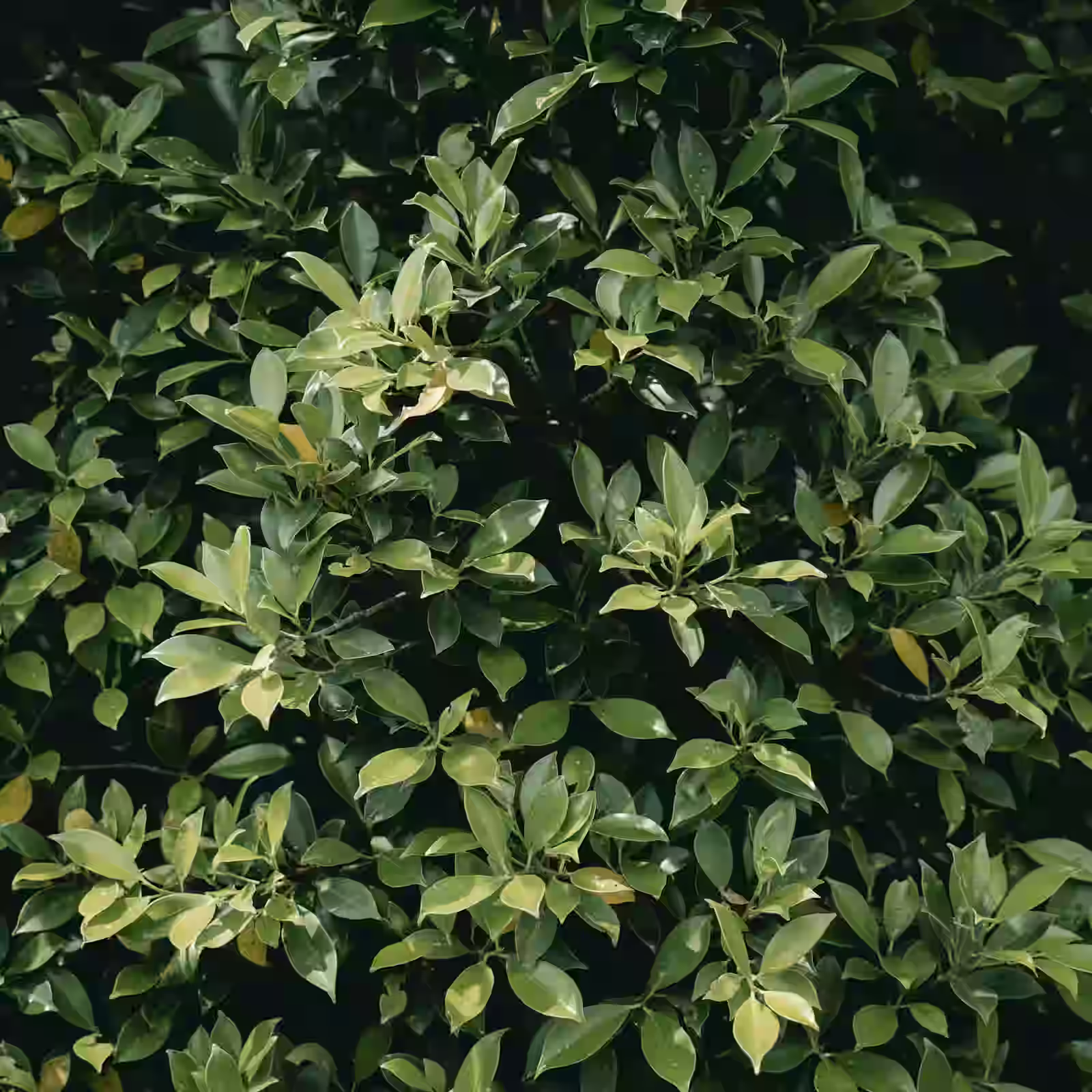 Star anise tree with green leaves and visible star-shaped fruits growing in a warm tropical environment